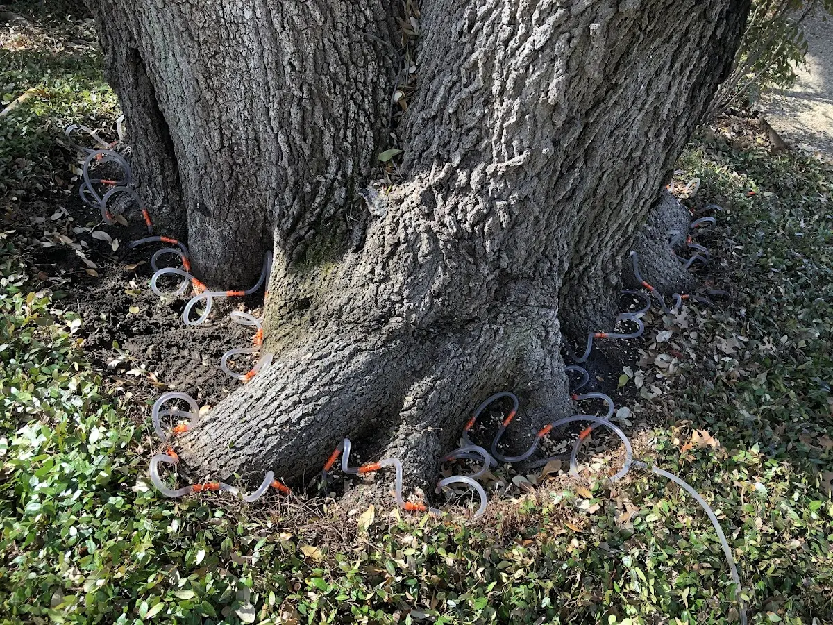 Detailed Tree Cabling and Bracing job site in Stockett