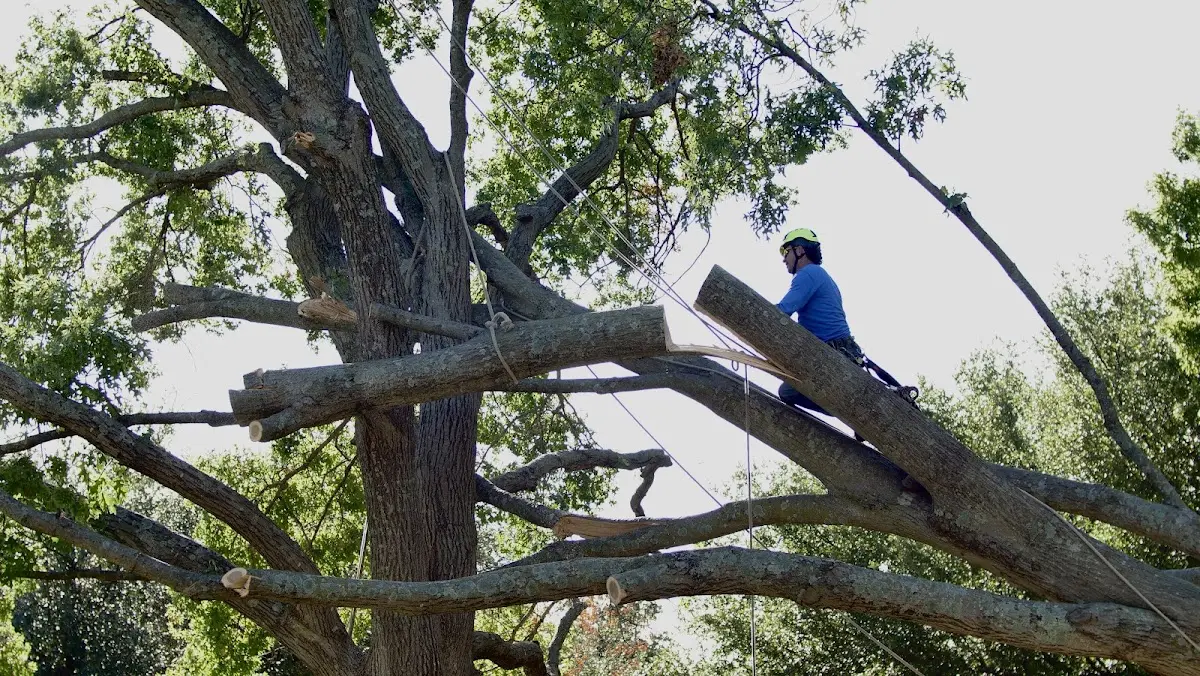 Professional Crown Thinning performed by certified arborists in Stockett